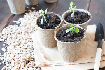 Spring seedlings. Young shoots. Saplings in plastic cups. Small pepper plants