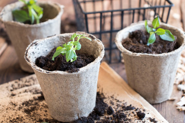 Spring seedlings. Young shoots. Saplings in plastic cups. Small pepper plants