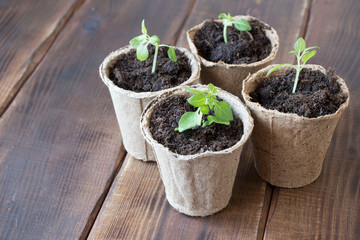Spring seedlings. Young shoots. Saplings in plastic cups. Small pepper plants