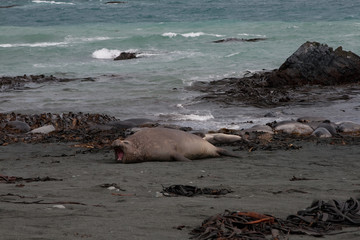 Elephant seal(s) on a remote Australian island in the sub-antarctic ocean