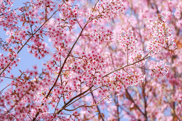 Wild Himalayan Cherry Blossoms in spring season (Prunus cerasoides), Sakura in Thailand, selective focus