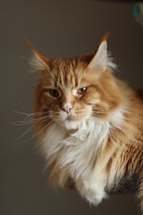 Maine Coon