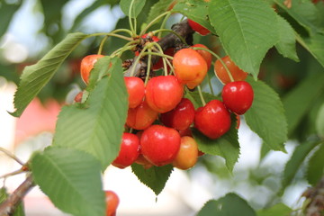 Riping sweet cherries on a branch with green leaves. 