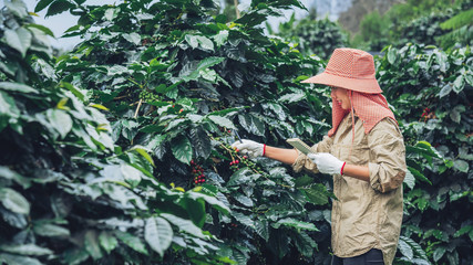 Gardeners who hold a notebook and are studying coffee trees, coffee beans and harvesting.