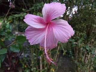 pink flower in the garden