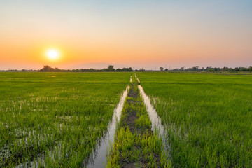 Green rice field during sunset time