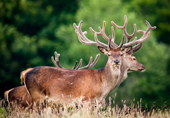 Closeup on red deer stags in a summer field, Killarney national park, Ireland