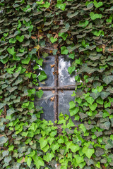 The window of an old farmhouse inside with grape leaves