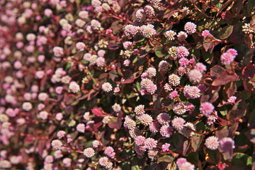 ピンクや赤のヒメツルソバの花