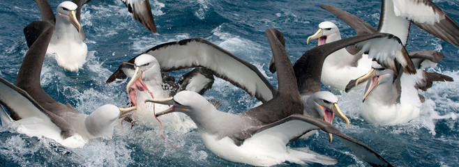 Salvin's albatross (Thalassarche salvini).