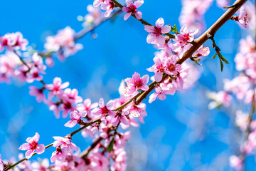 Beautiful blooming peach trees in spring on a Sunny day. Soft focus, natural blur