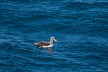Chatham Island albatross (Thalassarche eremita)