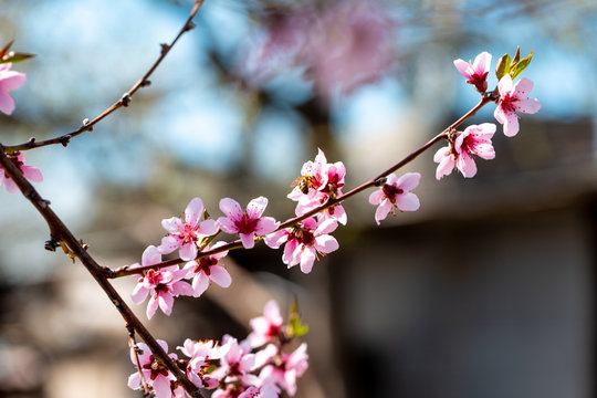 Beautiful blooming peach trees in spring on a Sunny day. Soft focus, natural blur