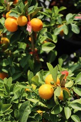 Ripe orange fruit hangs on the tree