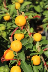 Ripe orange fruit hangs on the tree