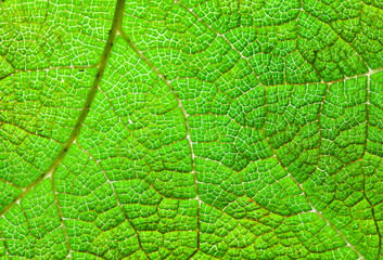 Green Leaf Macro Background