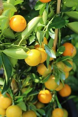 Ripe orange fruit hangs on the tree