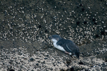 Little Blue Penguin (Eudyptula minor)