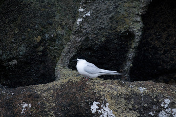 Terns on the rocks in New Zealand