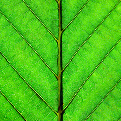 Naklejka na ściany i meble Green Leaf Macro Background