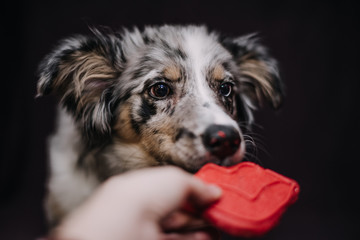 Blue Merel Australian Shepherd Puppy eating a Valentine cookie in the shape of lips