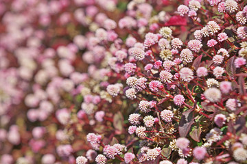 ピンクや赤のヒメツルソバの花