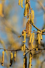 Biene fliegt Hasel an