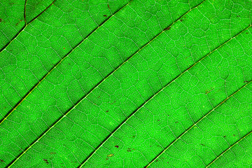 Green Leaf Macro Background