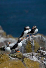 Small group of puffins standing on the rocks in the arctic