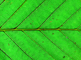 Green Leaf Macro Background