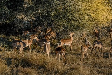Impala in grassland environment, South Africa