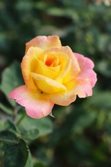 Beautiful roses is blooming in the garden