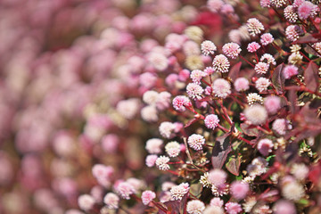 ピンクや赤のヒメツルソバの花
