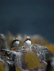 Fototapeta premium Small group of puffins standing on the rocks in the arctic