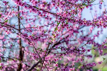 Beautiful blooming peach trees in spring on a Sunny day. Soft focus, natural blur