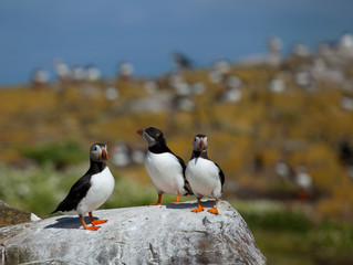 Fototapeta premium Small group of puffins standing on the rocks in the arctic