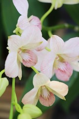 Obraz na płótnie Canvas Orchid flower is beautiful in the garden