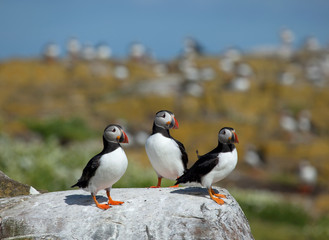 Fototapeta premium Small group of puffins standing on the rocks in the arctic