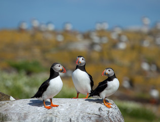 Fototapeta premium Small group of puffins standing on the rocks in the arctic