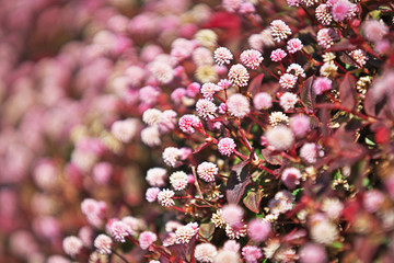 ピンクや赤のヒメツルソバの花