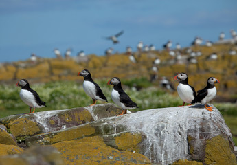 Small group of puffins standing on the rocks in the arctic