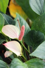 Flamingo flower is beautiful in the garden