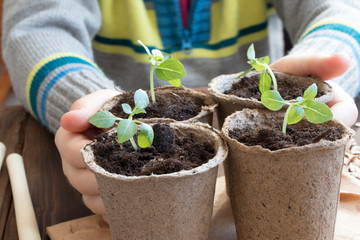 Spring seedlings. Young shoot. the hands of a little girl holding a seedling that grows from the fertilized soil. A small plant on a wooden table