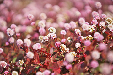 ピンクや赤のヒメツルソバの花