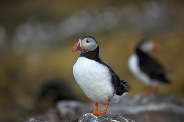 Single puffin sitting on a rock in the UK