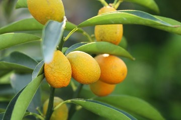 Ripe orange fruit hangs on the tree