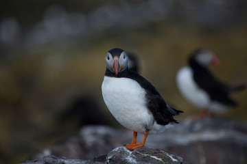 Single puffin sitting on a rock in the UK