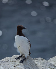 Single guillemot on a rock