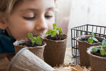 Spring seedlings. Young shoot. A happy little girl looks at seedlings that grow from fertilized...