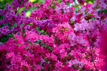 macro of pink rhododendron